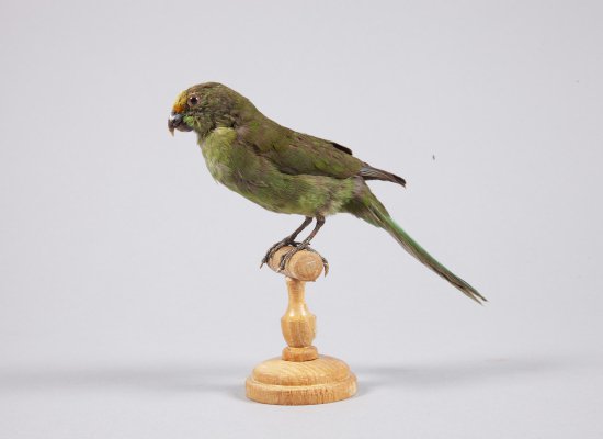 CAFE KLATSCH PAVILLON