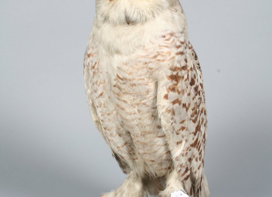 VISITE FLASH PAVILLON SALLE 1