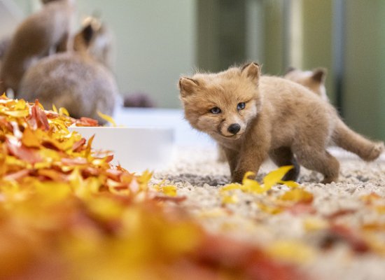 VISITE FLASH PAVILLON SALLE 2