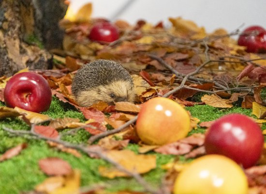 VISITE FAMILLE LA PETITE VADROUILLE AU PAVILLON