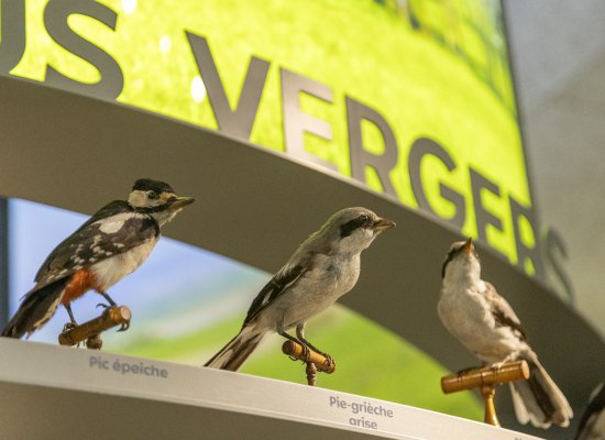 VISITE LA GRANDE VADROUILLE AU PAVILLON
